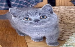 British Shorthair cats for sale: Gorgeous Blue and Lilac British shorthairs - Advert 6