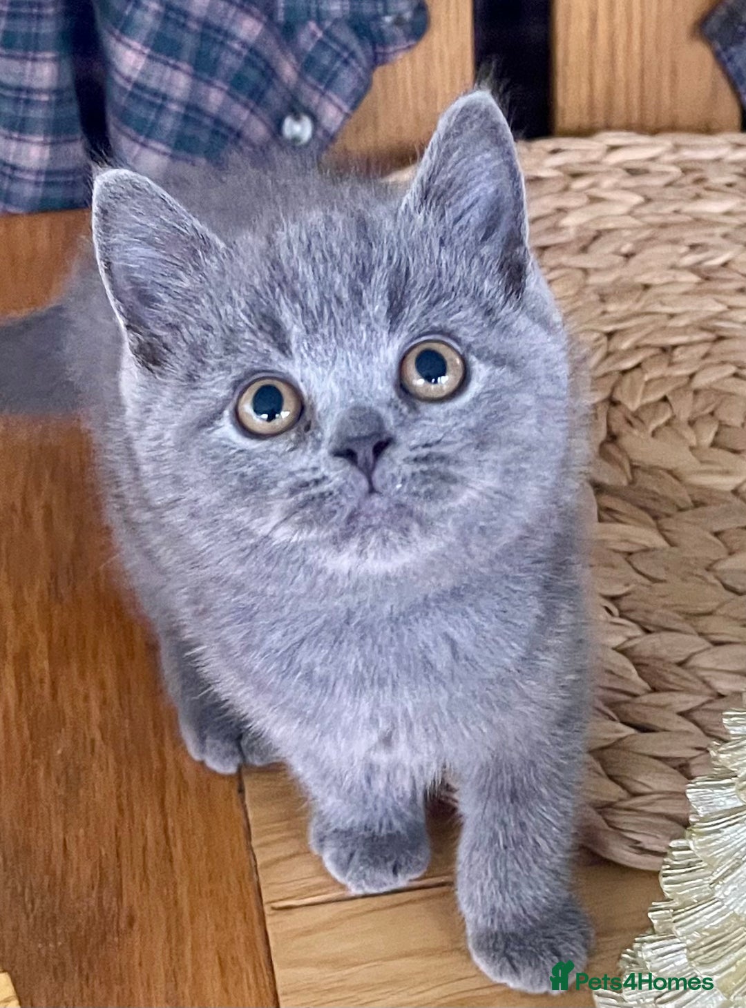 British Shorthair cats for sale: Gorgeous Blue and Lilac British shorthairs - Advert 6
