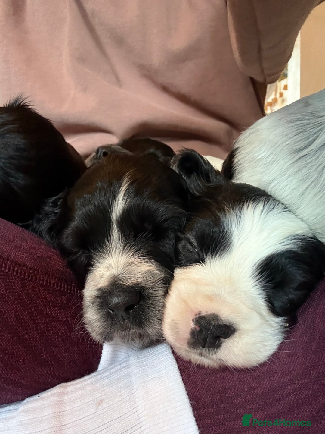 Mixed Breed dogs for sale: Spaniel Puppies For Sale - Advert 5