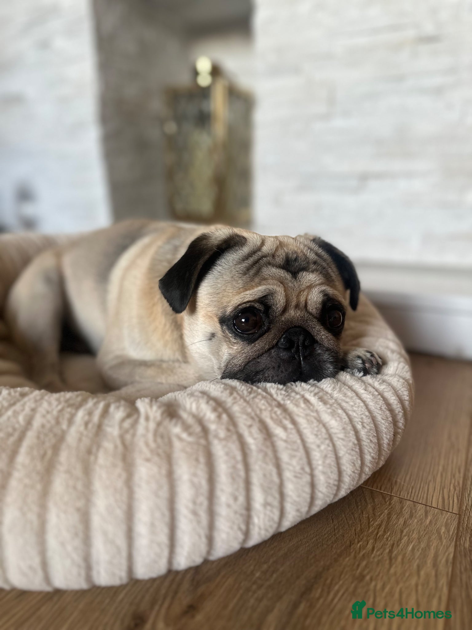Pug dogs for stud: Pug to breed  - Advert 6