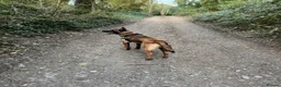 Belgian Shepherd Dog dogs for sale: Belgian malinois  - Advert 11