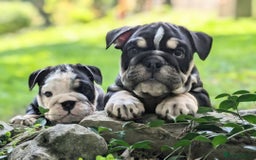 English Bulldog dogs for sale: 🐾 Adorable English Bulldog Puppies Ready! 🐾 - Image 2