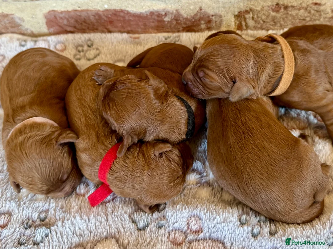 Cavapoo dogs for sale: F1 cavapoos  - Advert 8