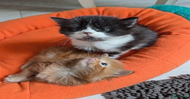 Mixed Breed cats - Advert 8