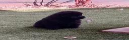 Chow Chow dogs for sale: Beautiful champion sired chow chow pups - Advert 13