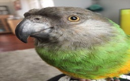 Parrots birds for sale: Beautiful female Senegal parrot for sale - Image 9