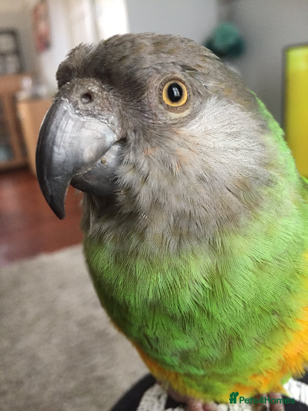 Parrots birds for sale: Beautiful female Senegal parrot for sale - Image 9
