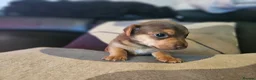 Jack Russell dogs for sale: Jack Russell pups  - Advert 6