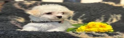 Bichon Frise dogs for sale: Stunning kc registered bichon frise pups  - Advert 11