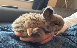 Mini Lop rabbits for sale: Pure Bred Mini Lop babies - Advert 2