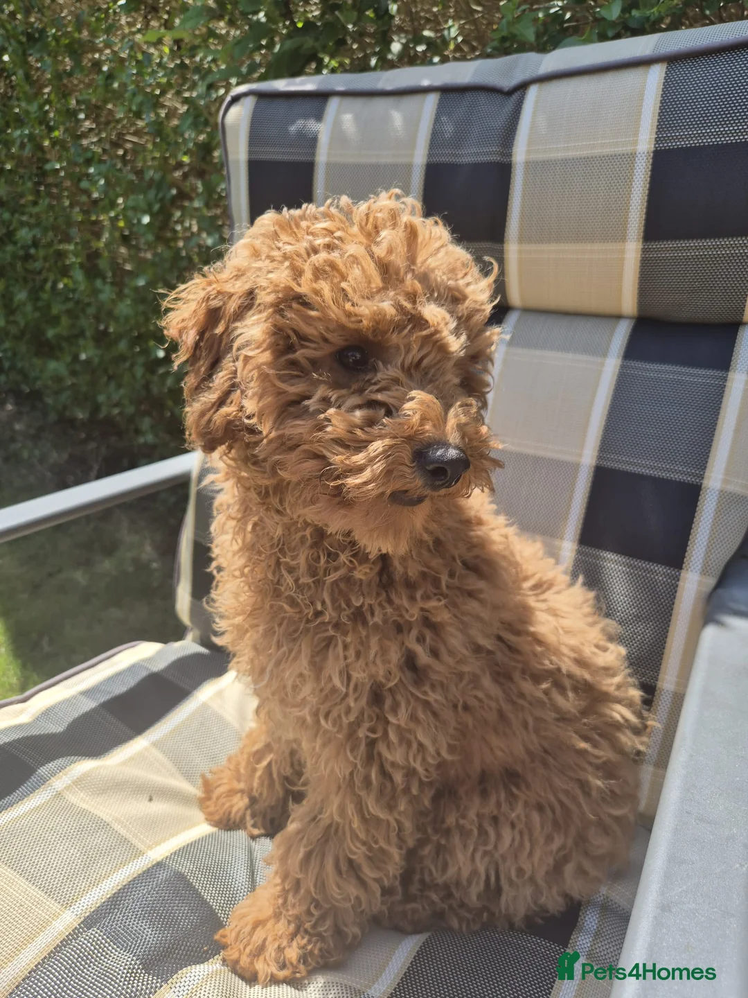 Toy Poodle dogs for sale: Toy Poodle Puppy 🐩 - KC Registered/Health Tested  - Advert 2