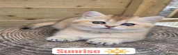 British Shorthair cats for sale: 💎 Price Reduced, Ready to leave now 🥰🏡 - Advert 20