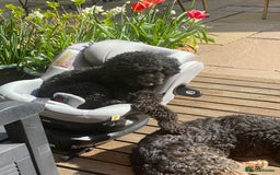 Australian Labradoodle dogs for sale: Adorable 3/4 Australian Labradoodle Puppies  - Image 3