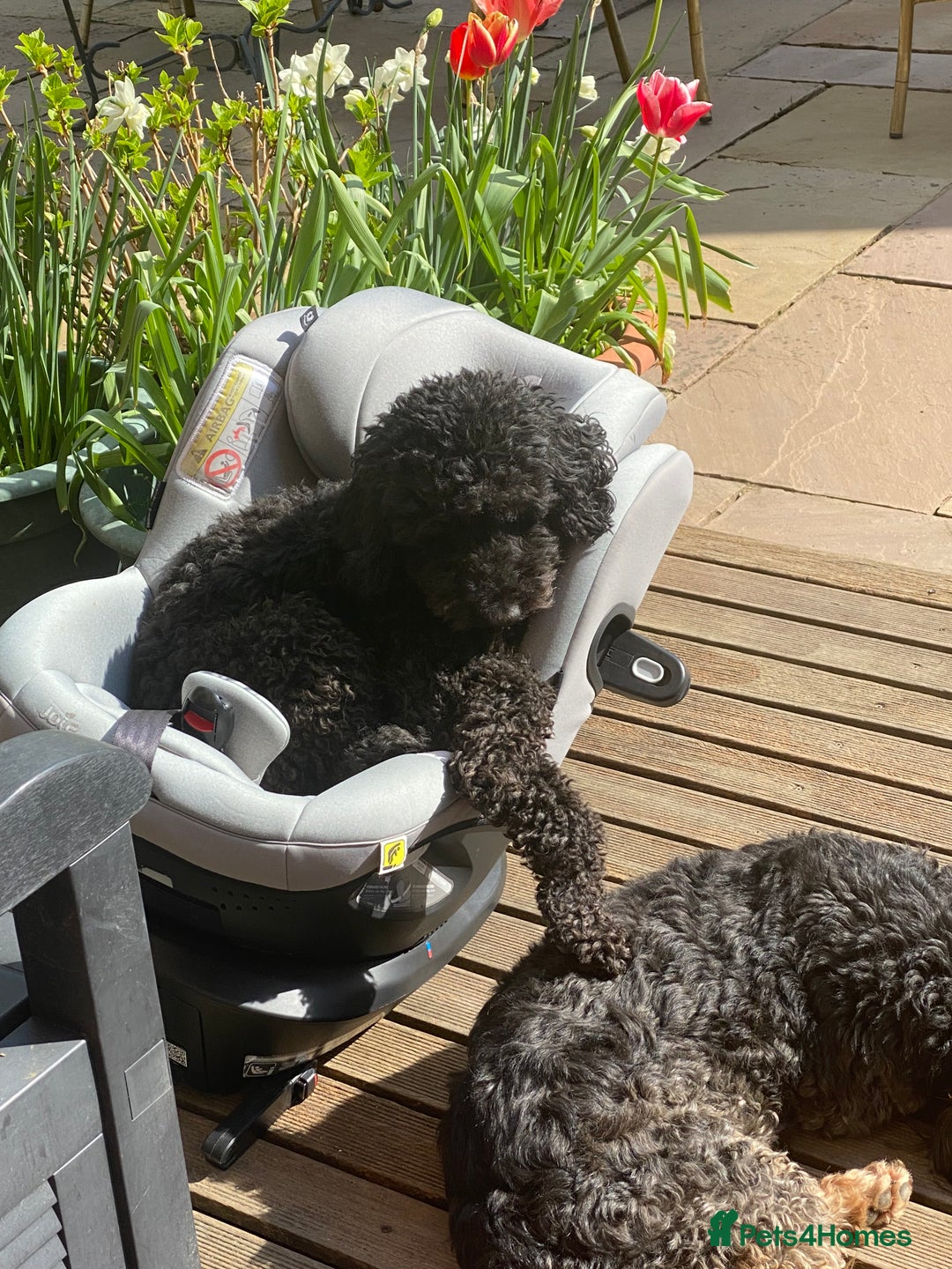 Australian Labradoodle dogs for sale: Adorable 3/4 Australian Labradoodle Puppies  - Image 3