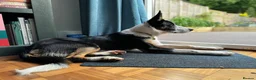 Border Collie dogs for sale: Loving Home Wanted for Tricolour Border Collie in Haywards Heath - Advert 3