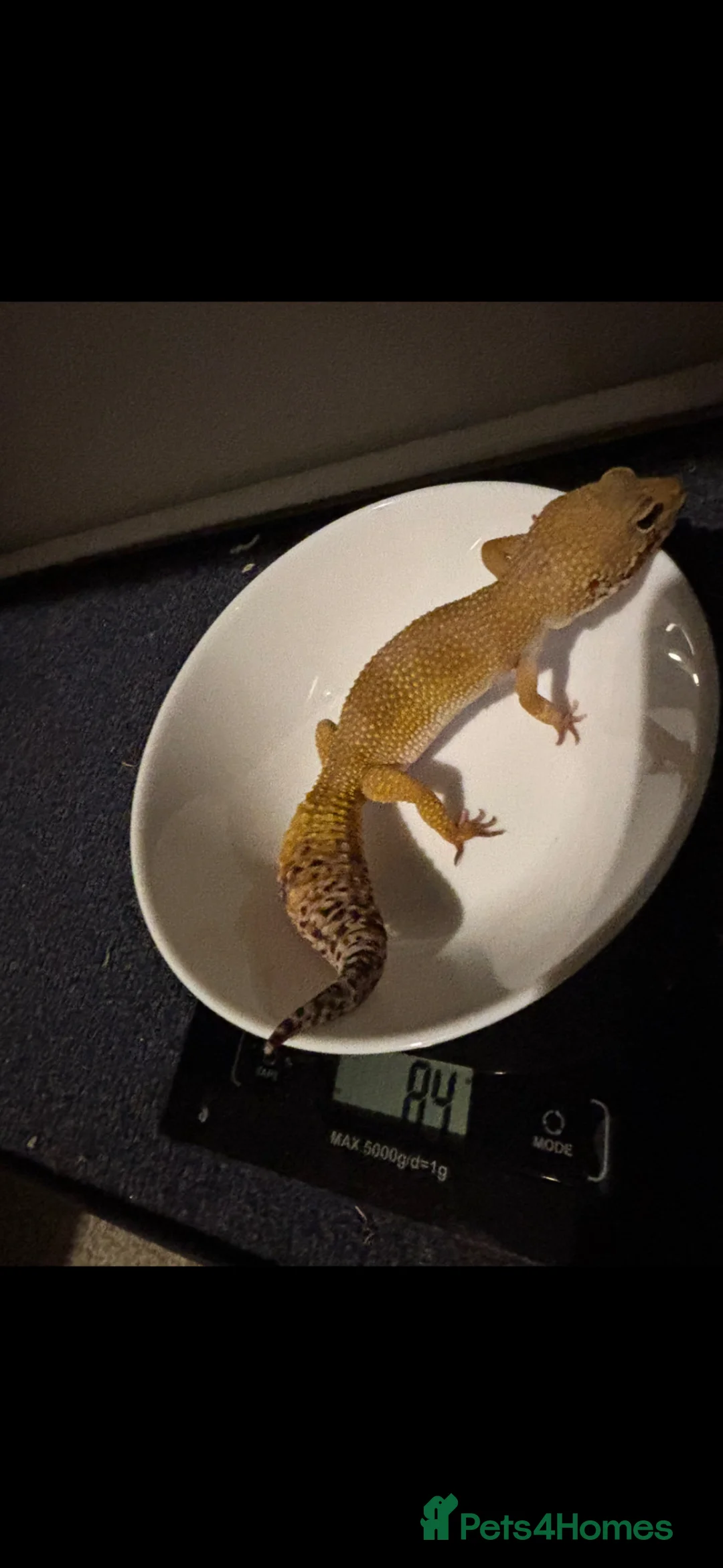 Gecko reptiles for sale: Female Tangerine Dream Eclipse Leopard Gecko - Advert 2