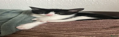 Domestic Shorthair 3