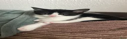 Domestic Shorthair cats for sale: 4 adorable kittens looking for forever homes  - Advert 3