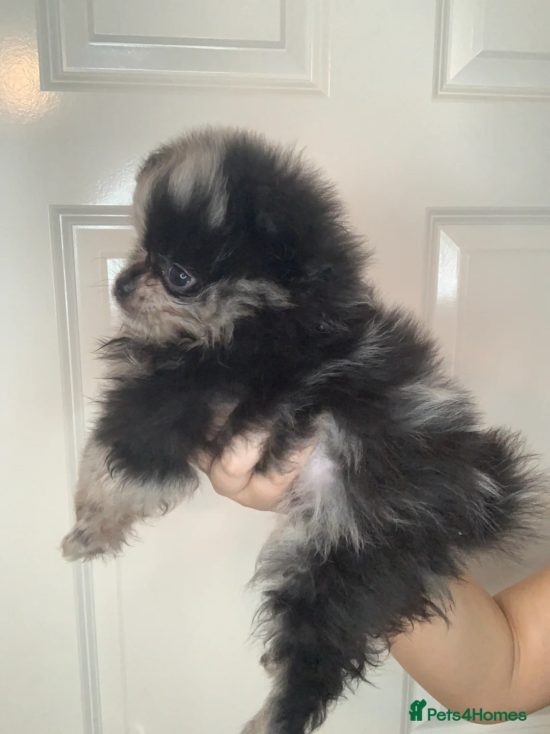 Pomeranian dogs for sale: EXQUISITE POMERANIAN PUPPIES (READY TO LEAVE) - Advert 10