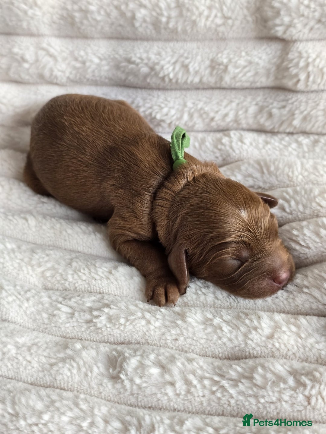 Cavapoo dogs for sale: Cavapoo Toy F1 ❤️ DNA TESTED - Advert 10