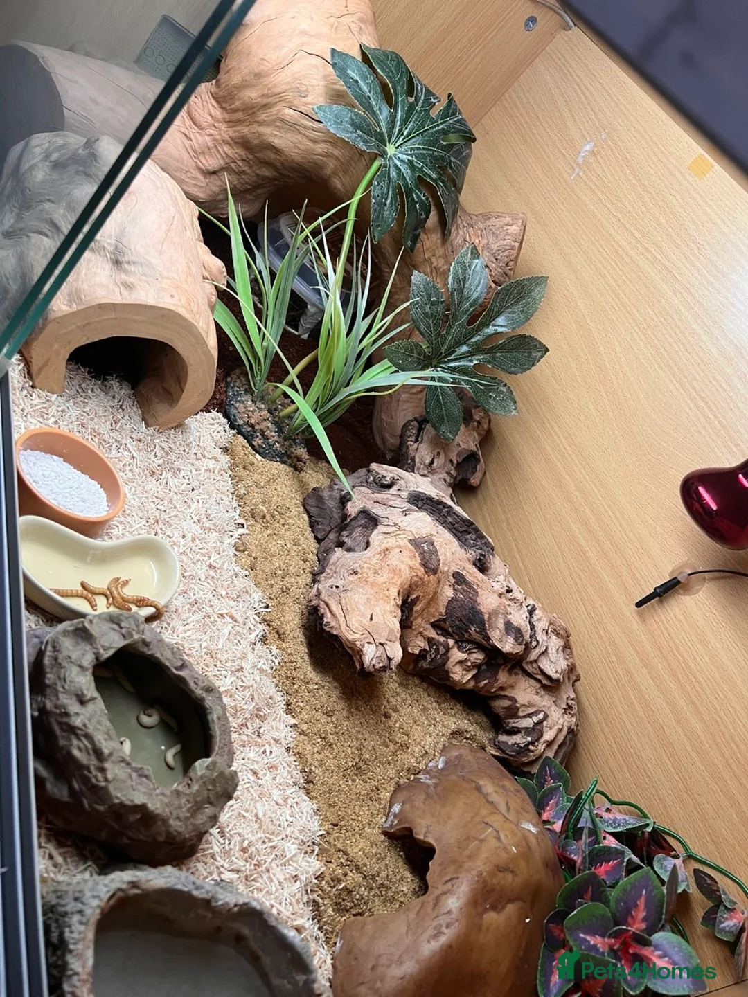 Gecko reptiles for sale: Leopard Gecko in Leamington Spa - Advert 2