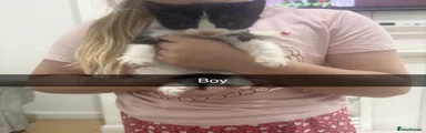 Mixed Breed 4
