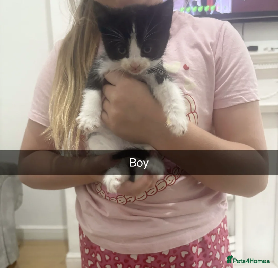 Mixed Breed cats for sale: Mainecoon x tabby  - Advert 2
