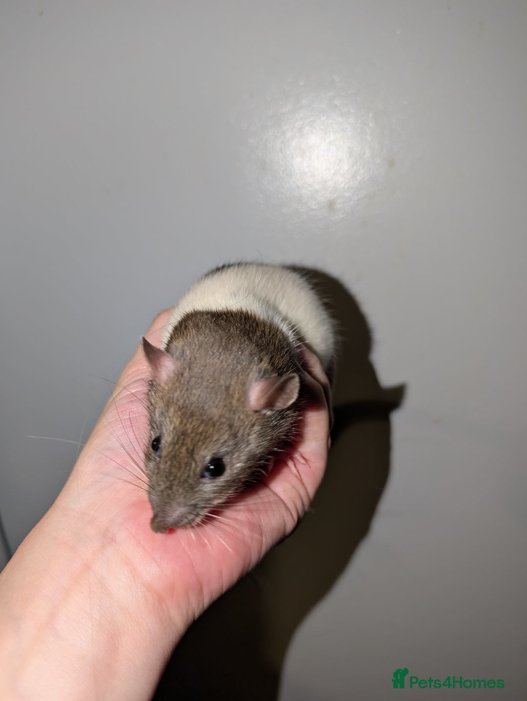 Rat rodents for sale: Dwarf & standard rats  - Image 5