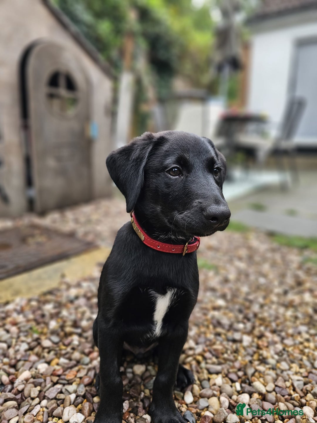 Borador dogs for sale: Ollie - Image 3