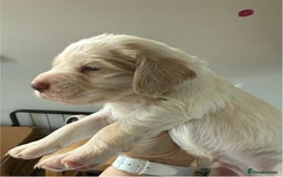 Clumber Spaniel dogs for sale: Pedigree KC Clumber Spaniel Puppies - Advert 7