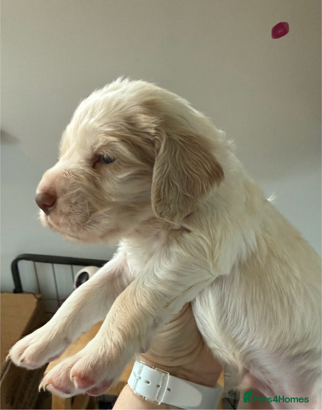 Clumber Spaniel dogs for sale: Pedigree KC Clumber Spaniel Puppies - Advert 7