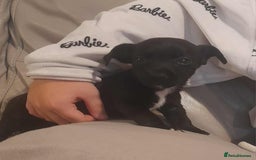 Mixed Breed dogs for sale: Beautiful Pomeranian x jackrussel - Image 12
