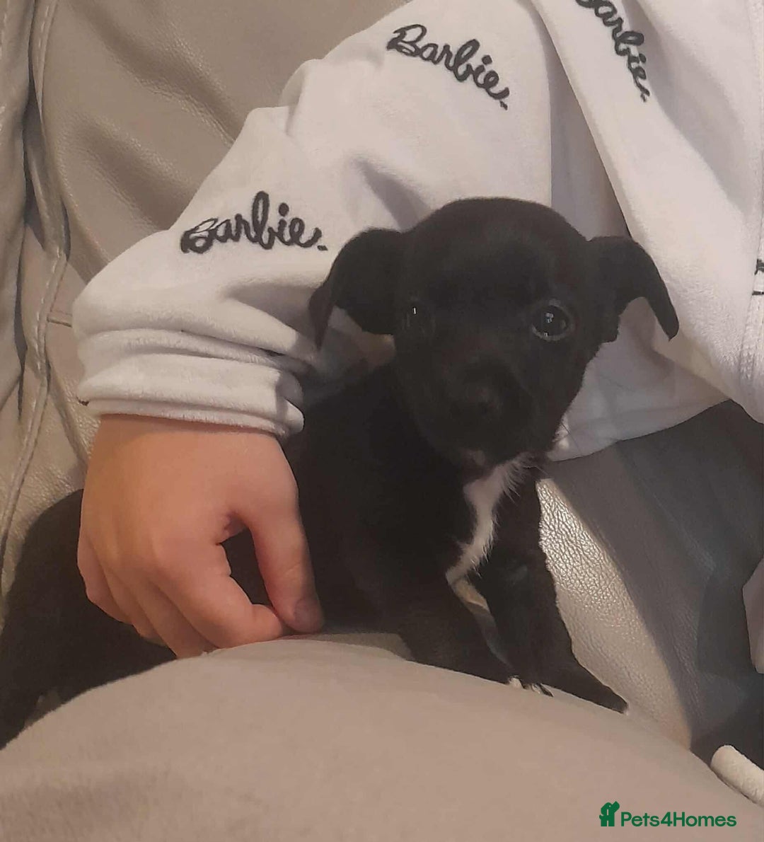 Mixed Breed dogs for sale: Beautiful Pomeranian x jackrussel - Image 12