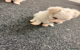 Bichon Frise dogs for sale: Bichon frise  - Advert 2