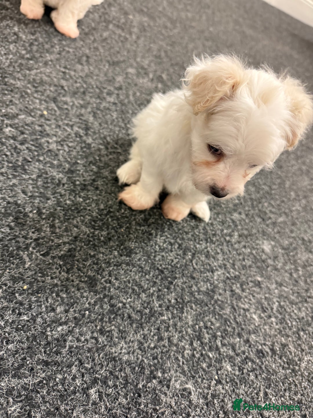 Bichon Frise dogs for sale: Bichon frise  - Advert 2