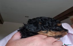 Toy Poodle dogs for sale: Toy Poodles incl. One Phantom boy - Image 7