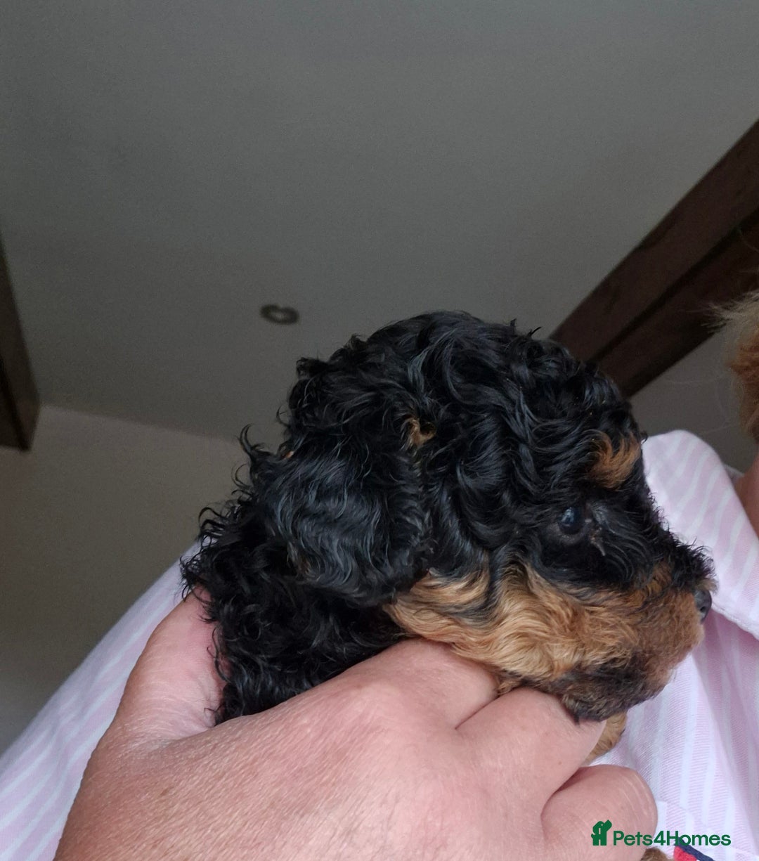 Toy Poodle dogs for sale: Toy Poodles incl. One Phantom boy - Image 7