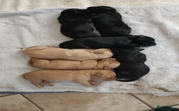 Labrador Retriever dogs for sale: Labrador Puppies  - Image 5