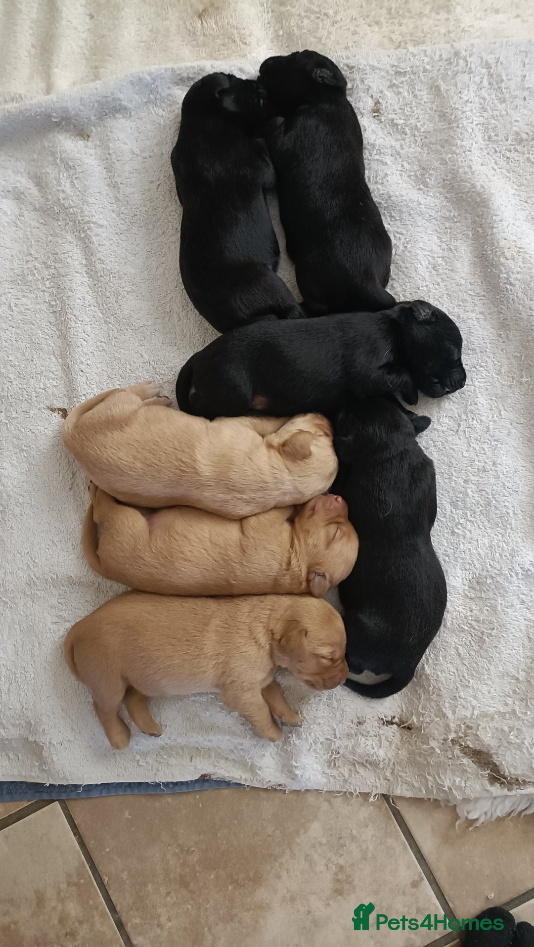 Labrador Retriever dogs for sale: Labrador Puppies  - Image 5