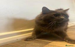 British Longhair cats for sale: British blue long hair - Image 2