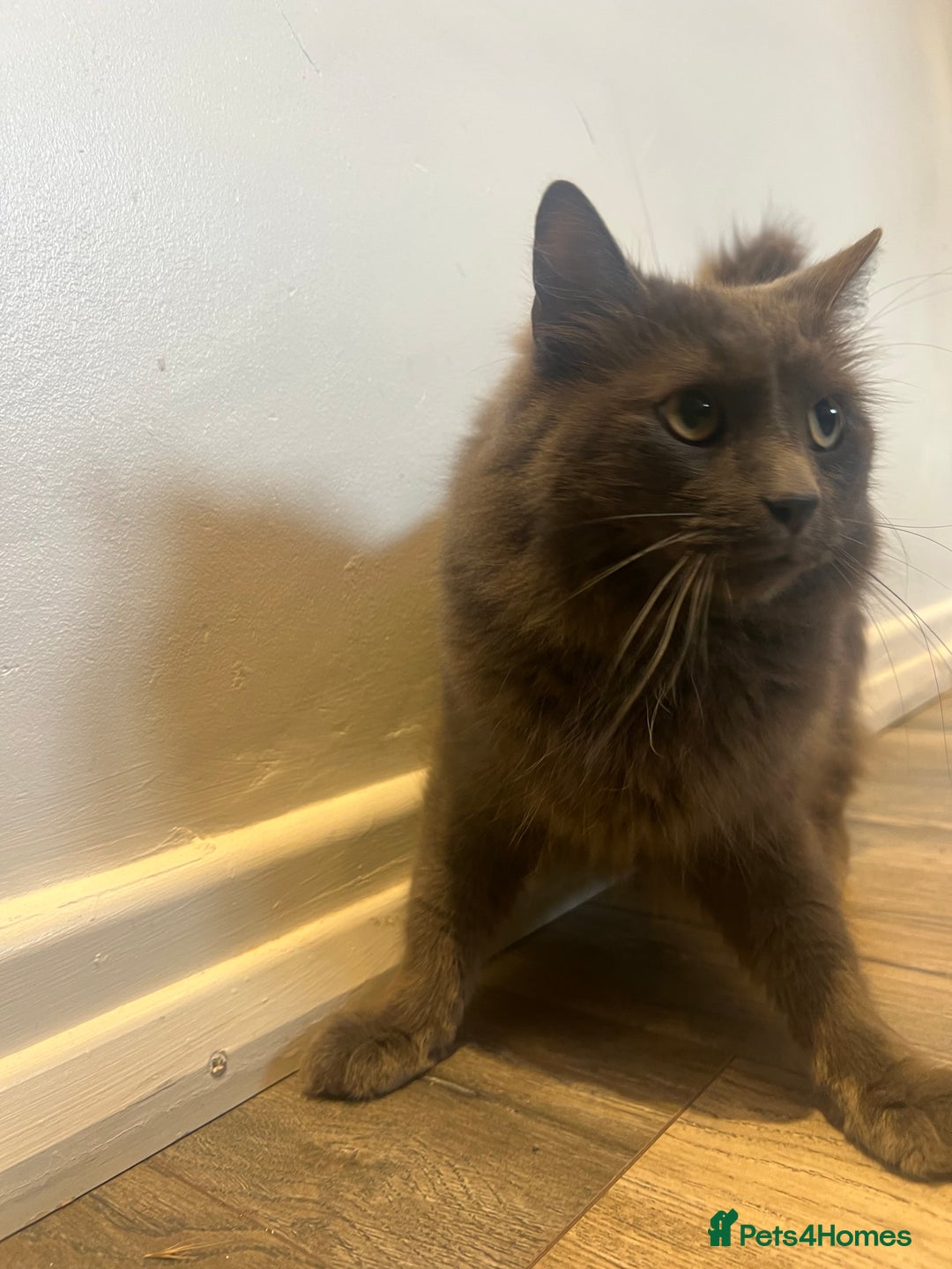 British Longhair cats for sale: British blue long hair - Image 2
