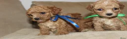 Bichon Frise dogs for sale: Poochon F1 puppies from Health Tested parents  - Advert 11