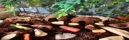 Snails invertebrates for sale: Giant African land snails for sale  - Advert 1
