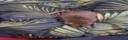 Rat rodents for sale: Femalle rat in Hull - Advert 2