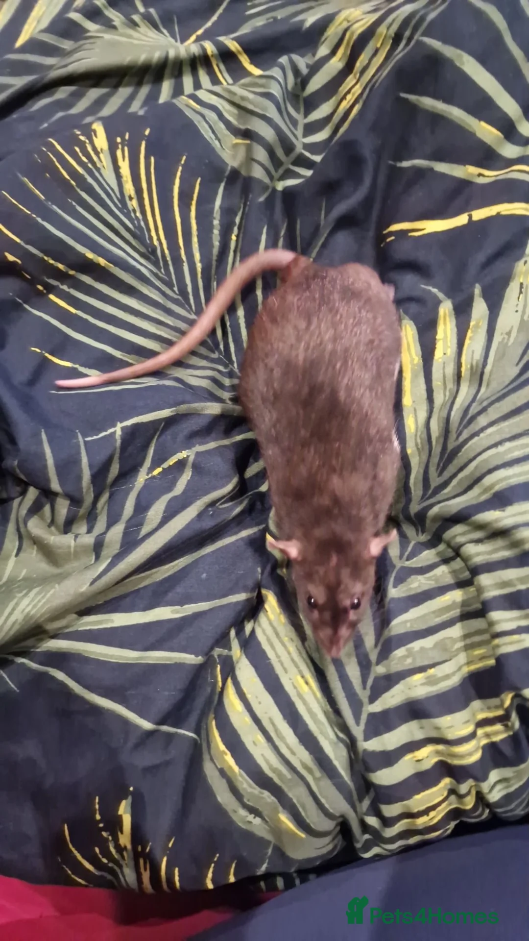 Rat rodents for sale: Femalle rat in Hull - Advert 2