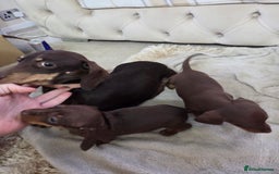 Miniature Dachshund dogs for sale: Mini Dachshund - Image 3