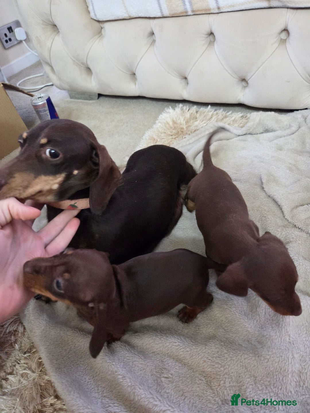 Miniature Dachshund dogs for sale: Mini Dachshund - Image 3
