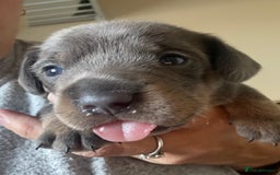 Mixed Breed dogs for sale: French bulldog x daschund - Image 22