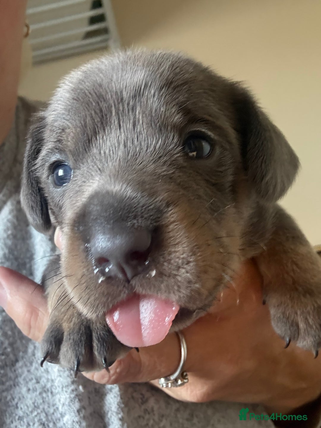 Mixed Breed dogs for sale: French bulldog x daschund - Image 22