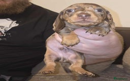 Miniature Dachshund dogs for sale: 3 Fat Little Minature Dacshund Puppies - Image 2